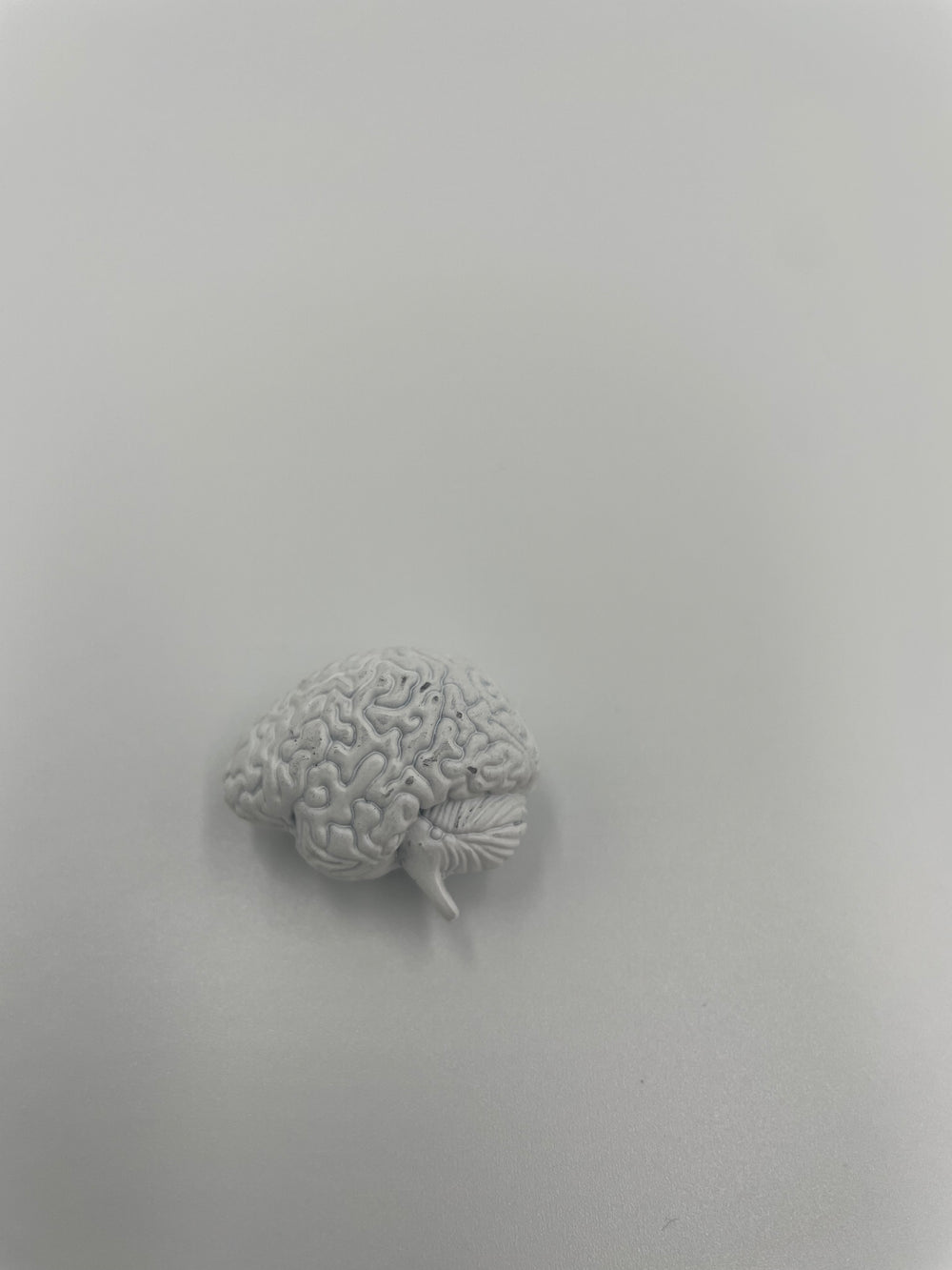 1/6 scale brain