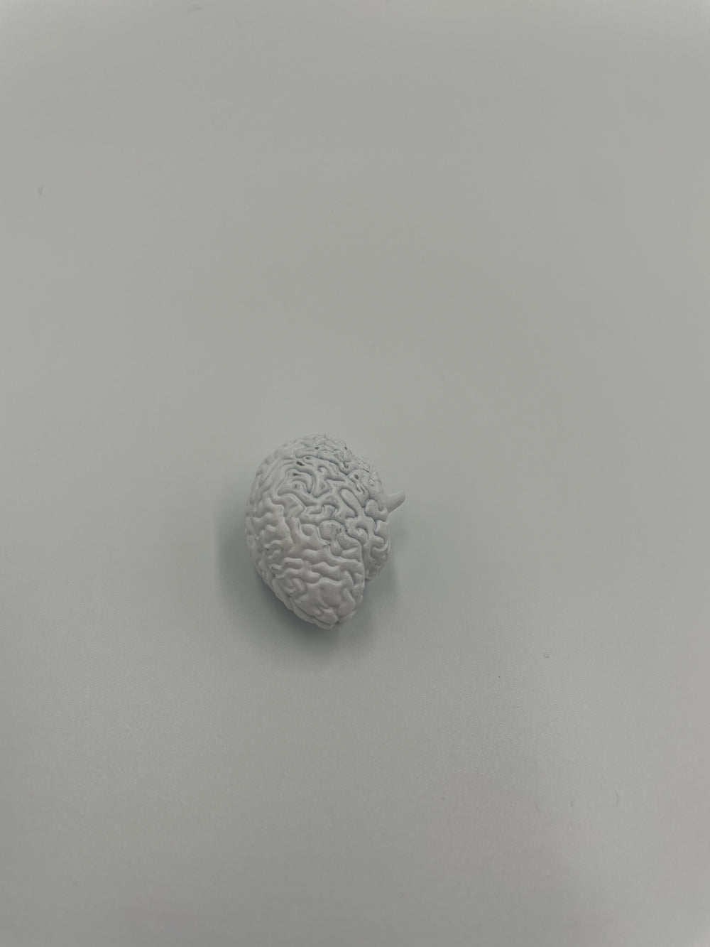 1/6 scale brain