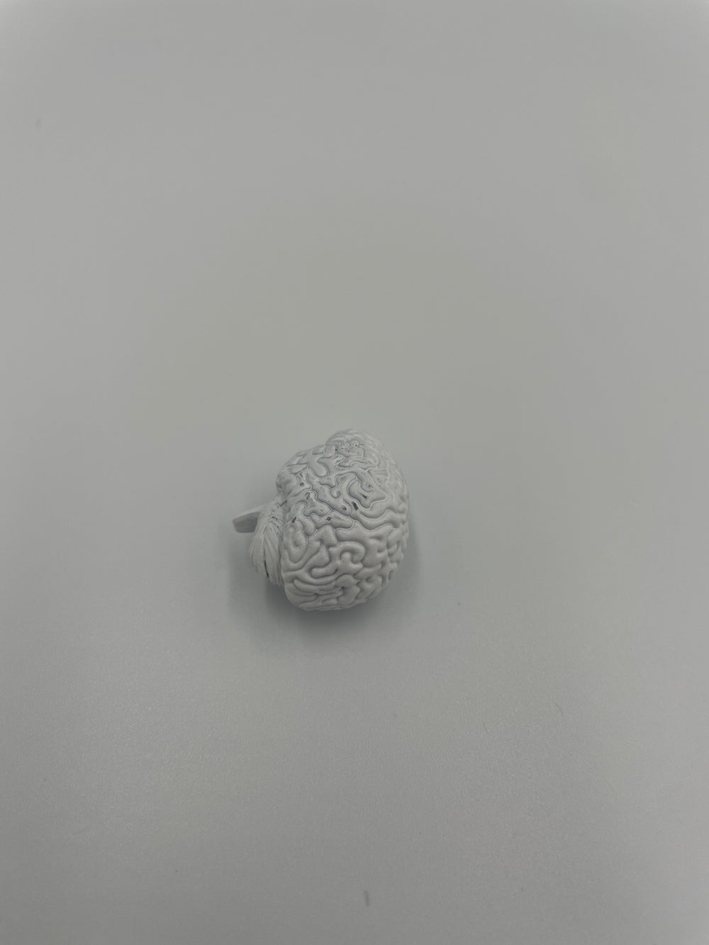 1/6 scale brain