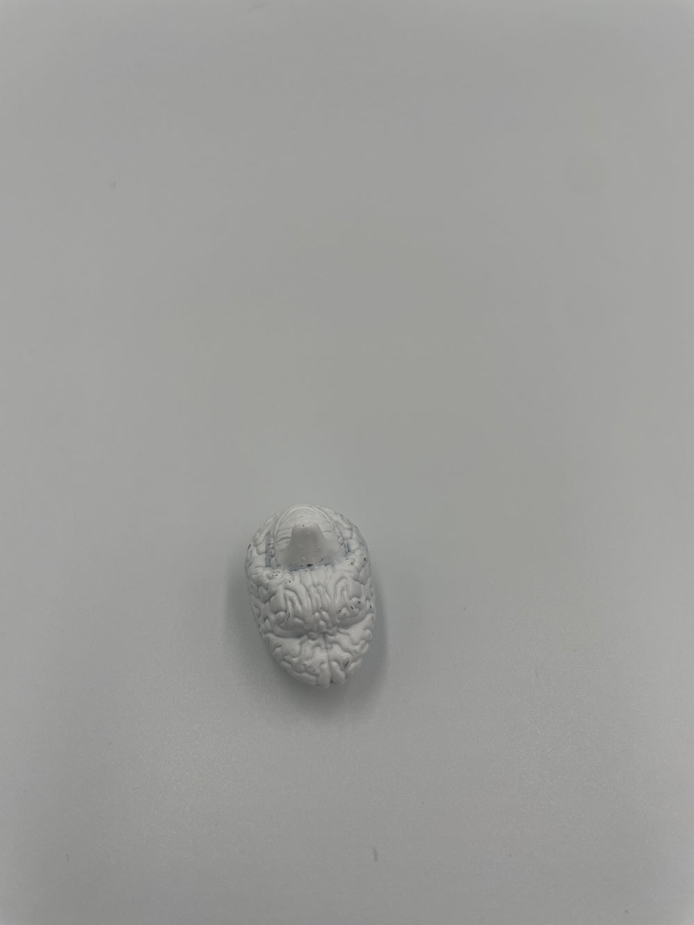 1/6 scale brain