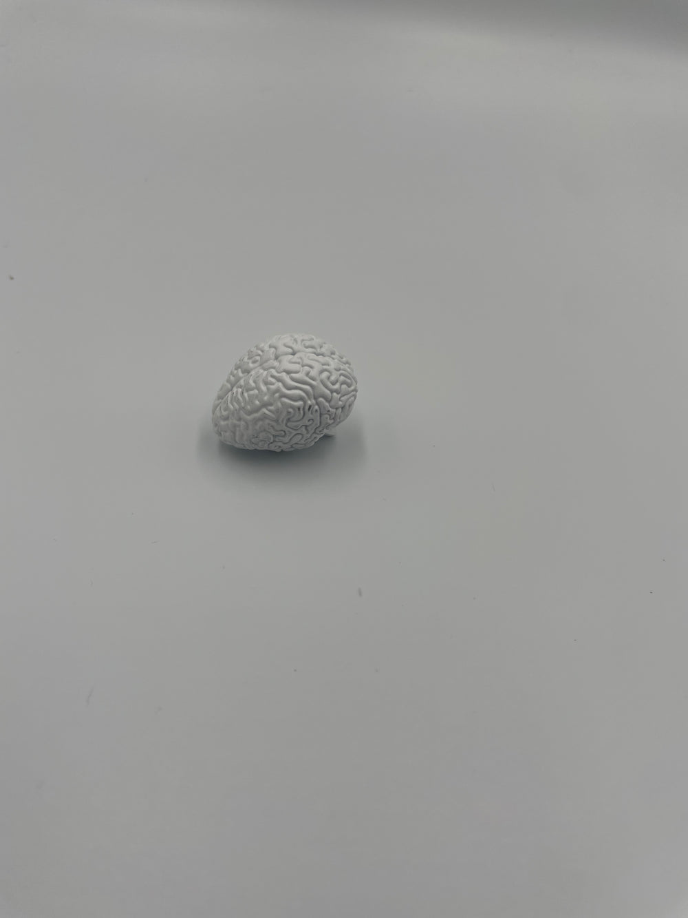 1/6 scale brain