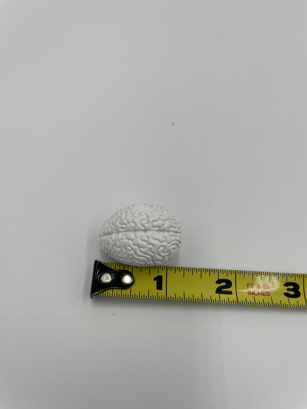 1/6 scale brain