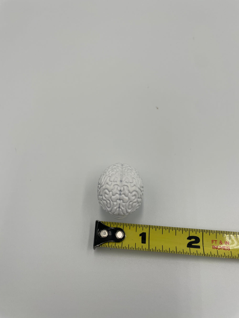 1/6 scale brain